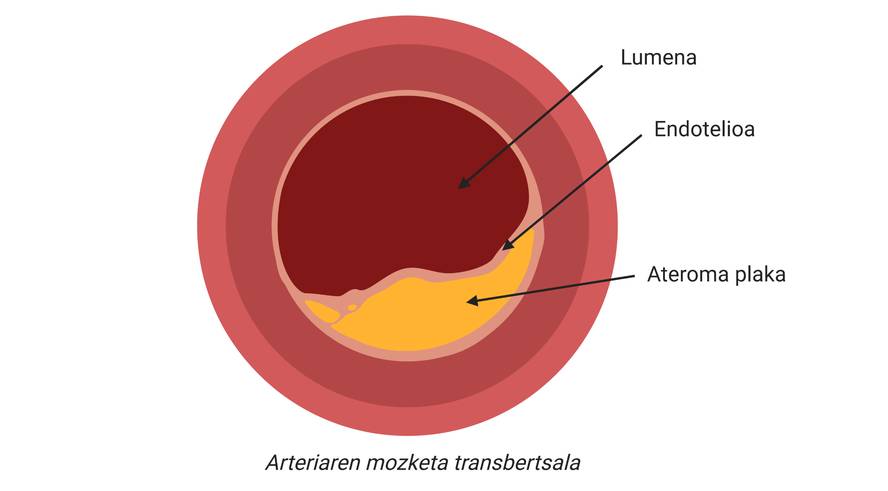 gaixotasun-kardiobaskularra-fisiopatologia-eta-tra