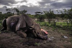 Brent Stirton/Wildlife Photographer of the Year 2017