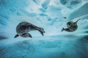 Laurent Ballesta/Wildlife Photographer of the Year 2017