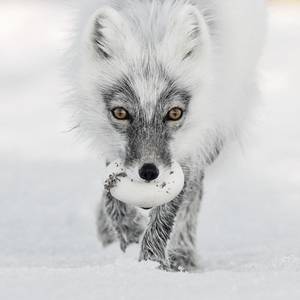 Sergey Gorshkov/Wildlife Photographer of the Year 2017