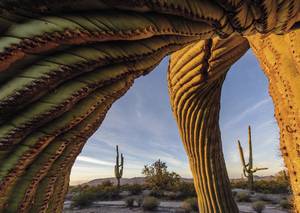 Jack Dykinga/Wildlife Photographer of the Year 2017