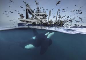 Audun Rikardsen/Wildlife Photographer of the Year 2016