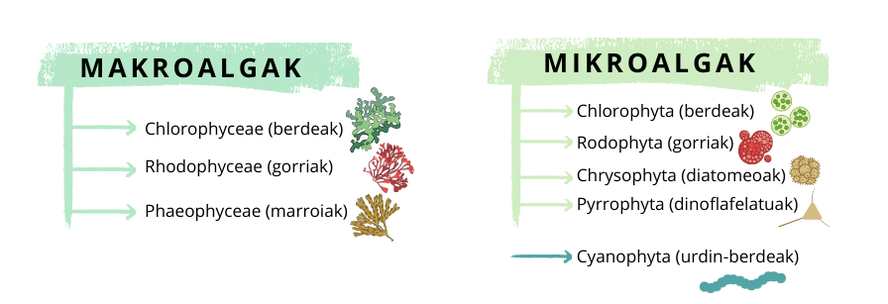 algak-eta-mikroalgak-etorkizuneko-elikagai-apustua