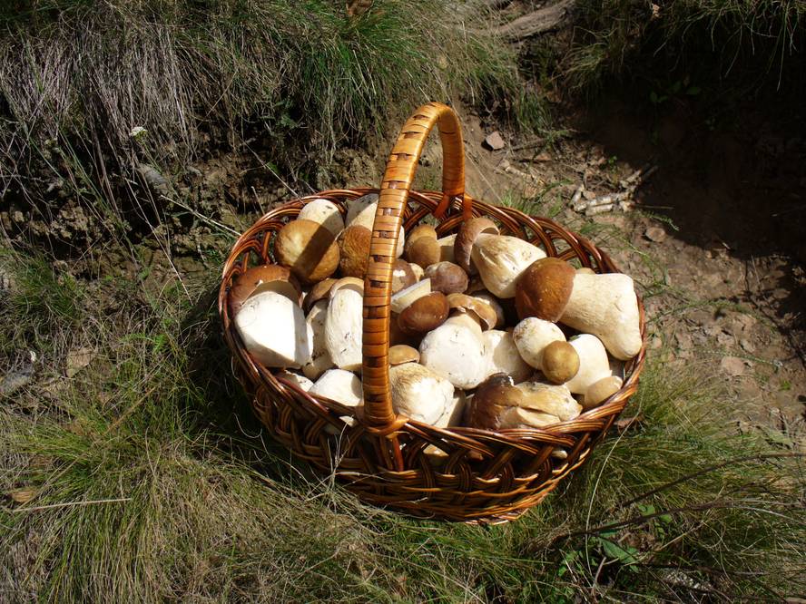 boletus-onddoak-landatze-bidean