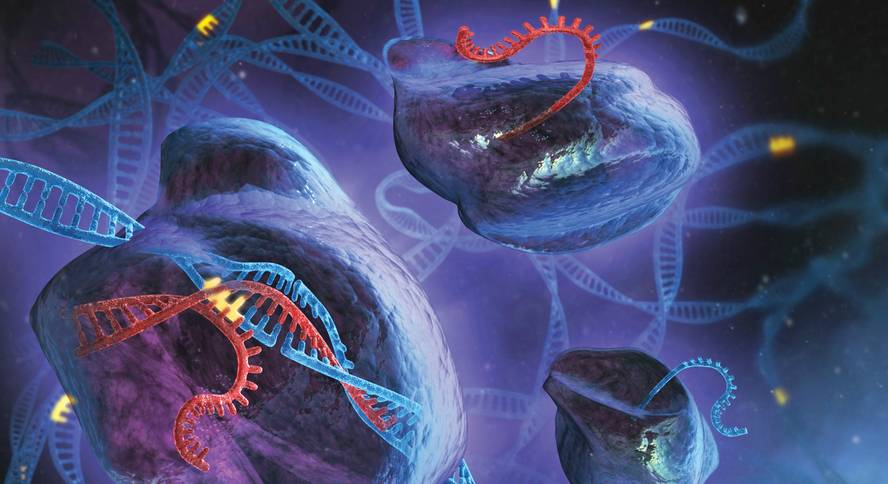 crispr-teknika-pertsonatan-probatu-dute-lehenengoz