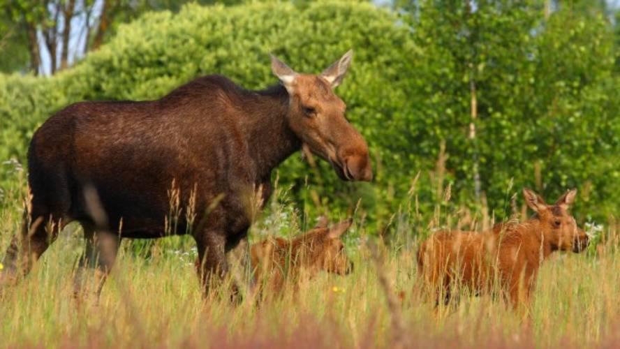 txernobyl-inguruan-animalia-basatiak-ugaritzen-ari