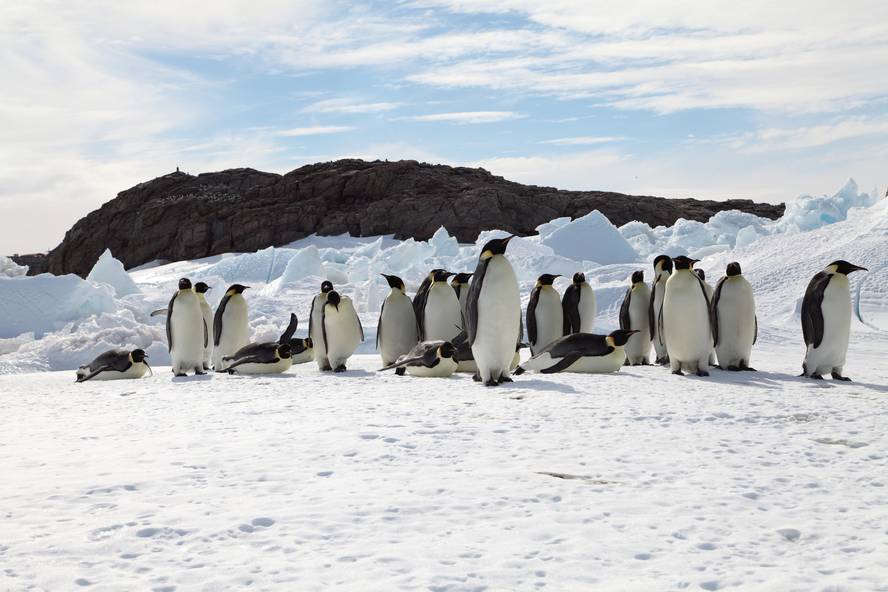 pinguino-enperadorearen-koloniak-aurreikuspen-ezko