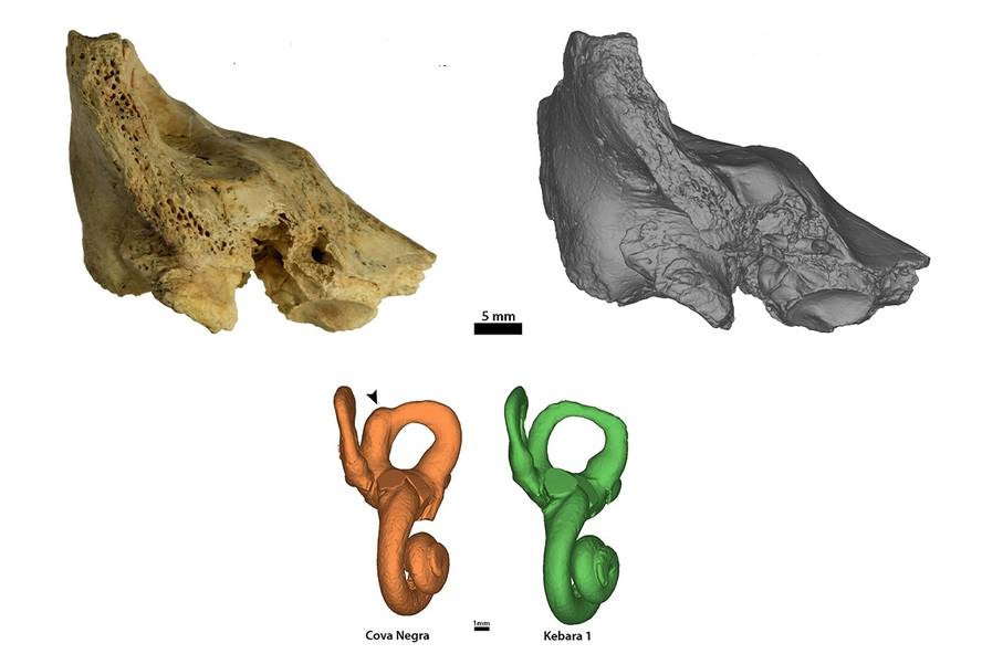 downen-sindromea-zuen-sei-urteko-haur-neandertal-b