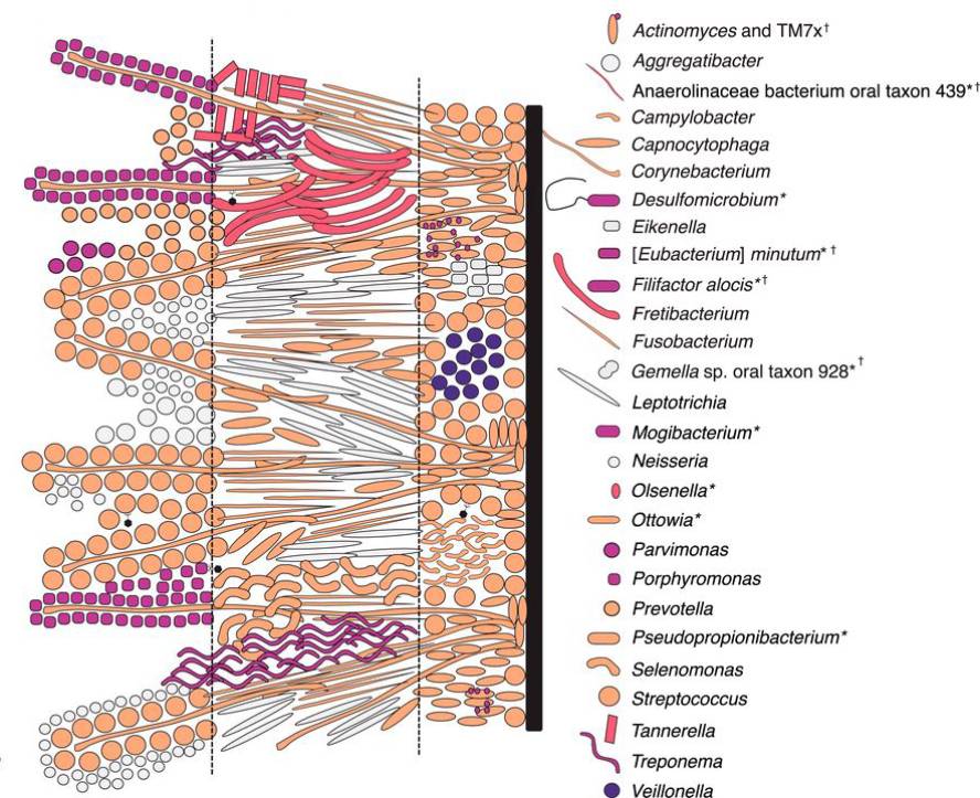 giza-ahoko-mikrobiomaren-eboluzioa-ikertu-dute