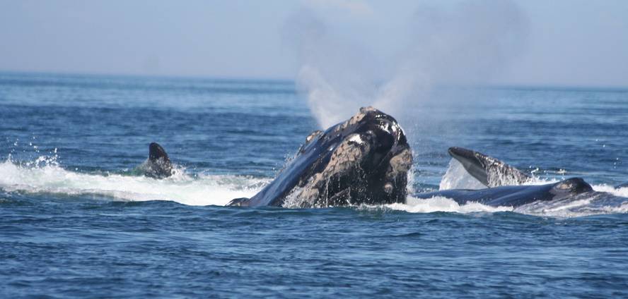 baleen-hesteetako-mikrobiota-belarjale-lurtarrenen