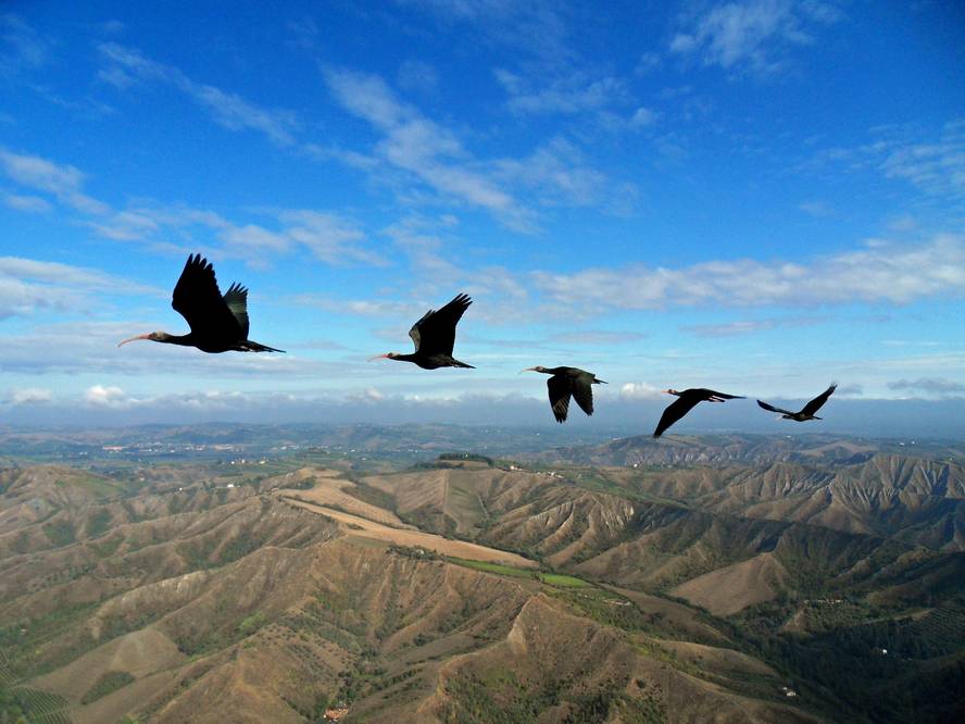 ibis-ermitaua-aztertuta-v-itxurako-hegaldiaren-bio