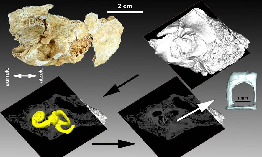 la-ferrassie-8ume-neandertalaren-kasua