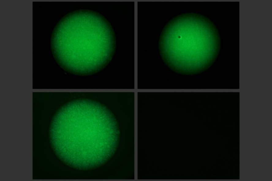 crispr-bidez-aktibatzen-den-hidrogel-adimentsu-bat