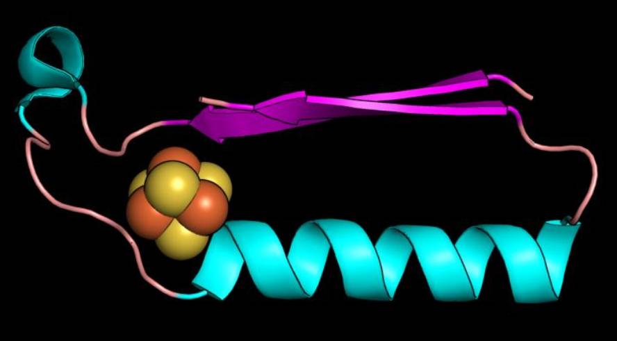 biziaren-hasierako-lehenengo-proteina-metabolikoen