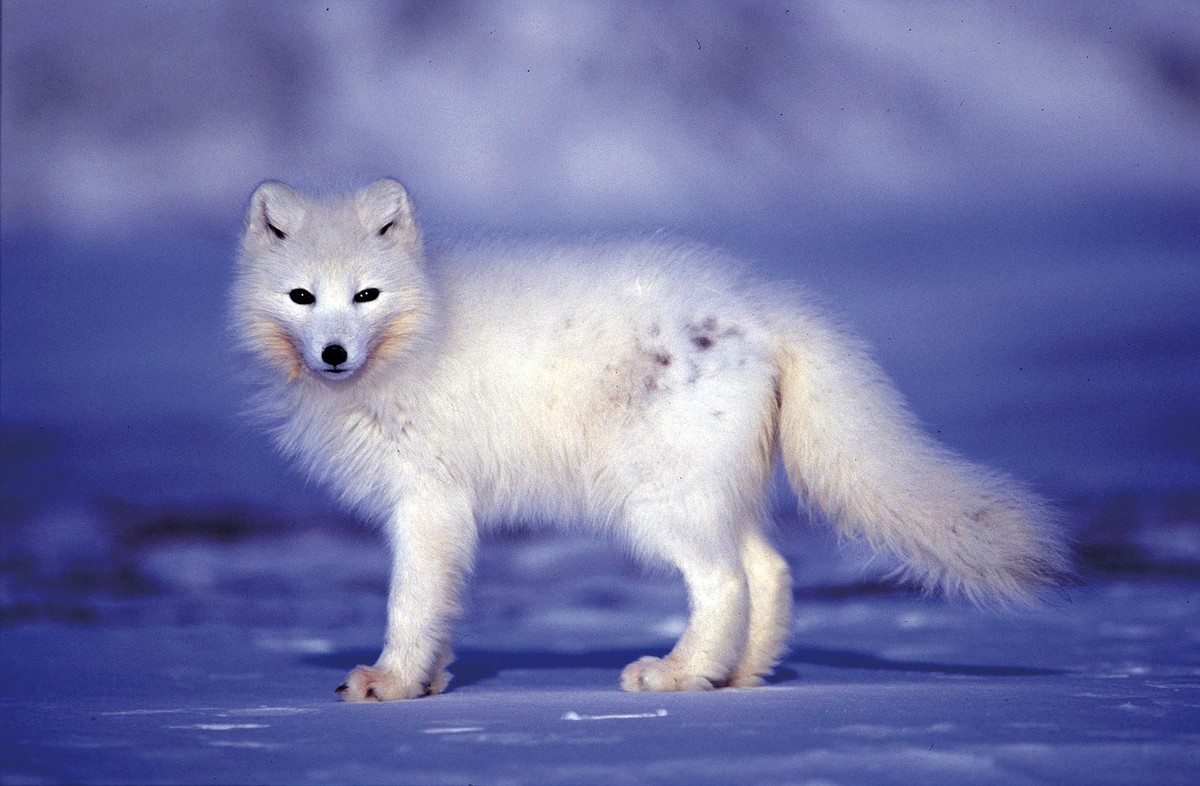 Svalbard, izotzaren baitan 