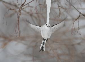 Diana Rebman/Wildlife Photographer of the Year 2019