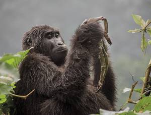 Ricardo Núñez/Wildlife Photographer of the Year 2018