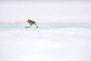 Darío Podestá/Wildlife Photographer of the Year 2018