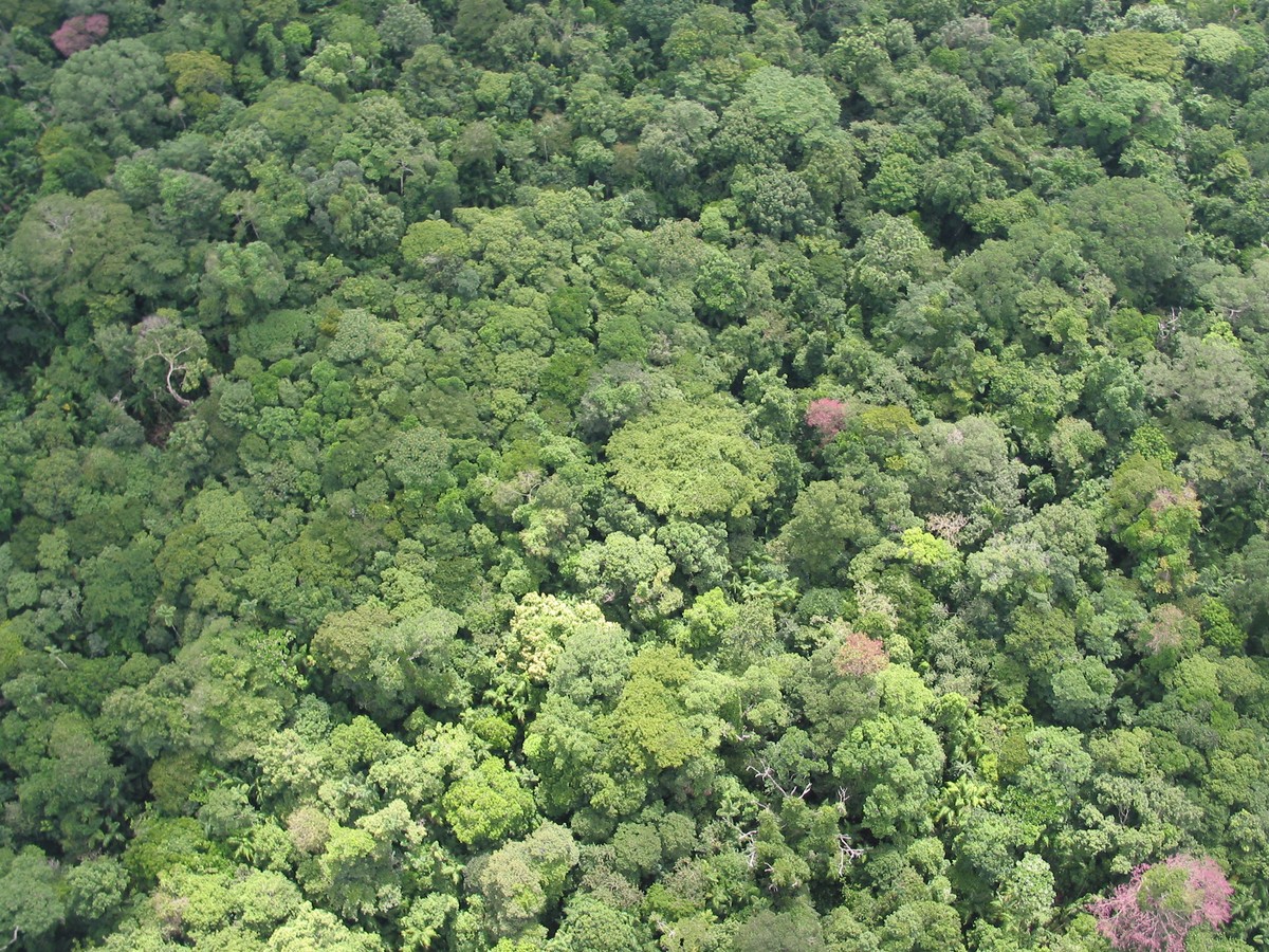 Panama: San Lorenzo oihanean, artropodo-bilketan