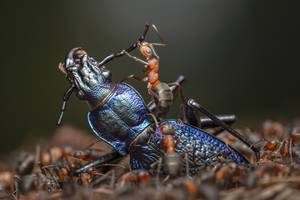 ©Ingo Arndt/Wildlife Photographer of the Year 2024