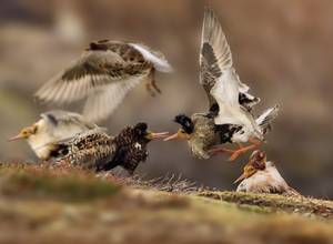 Ondřej Pelánek/Wildlife Photographer of the Year 2015