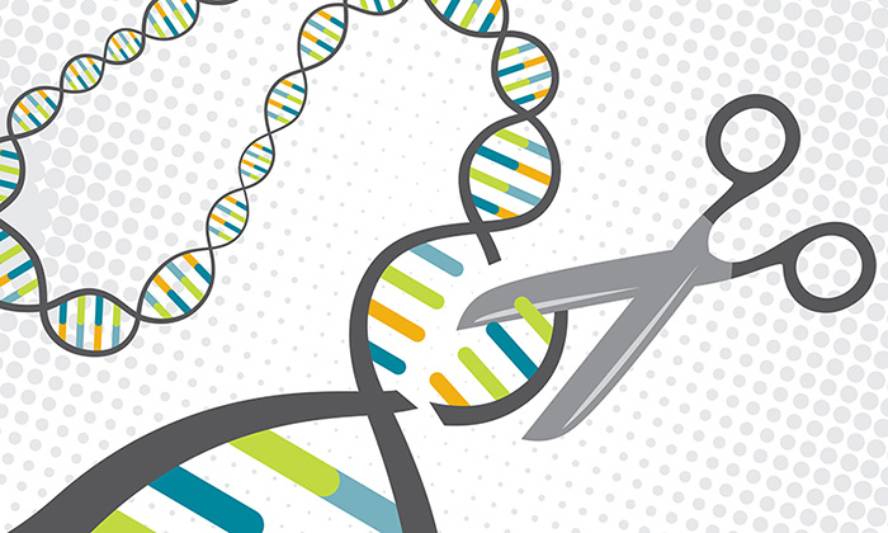 crispr-metodoaren-beste-aldaera-bat-garatu-dute