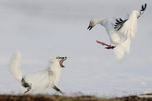 © Sergey Gorshkov (Errusia)