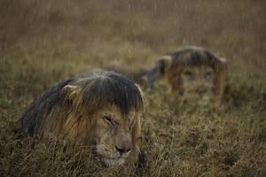 © Michael 'Nick' Nichols/Wildlife Photographer of the Year 2013