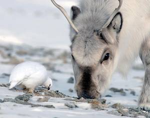 © Nicolas Lecomte, Norwegian Polar Institute