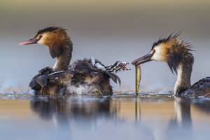 José Luis Ruiz Jiménez/Wildlife Photographer of the Year 2020