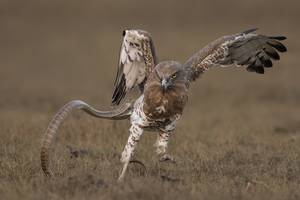 Sambath Subbaiah/Wildlife Photographer of the Year 2020