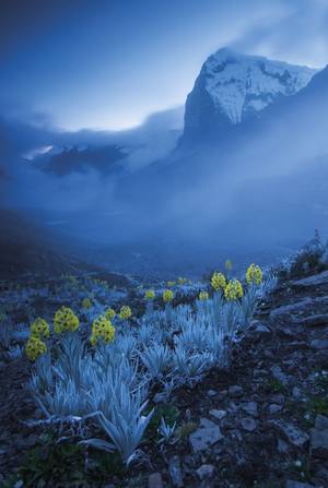 Gabriel Eisenband/Wildlife Photographer of the Year 2020