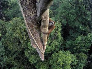 Tim Laman/Wildlife Photographer of the Year 2016