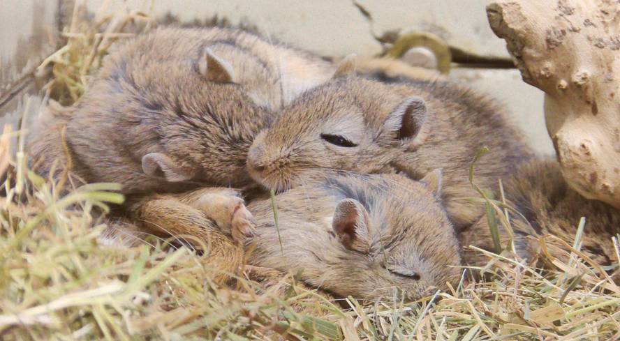 hibernazioan-sartzea-eragiten-duen-zirkuitu-neuron