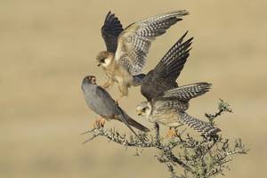 Amir Ben-Dov/Wildlife Photographer of the Year 2015