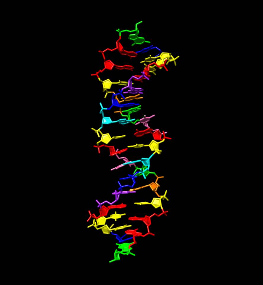 zortzi-letrako-dna-sortu-dute