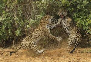 © Joe McDonald/Wildlife Photographer of the Year 2013