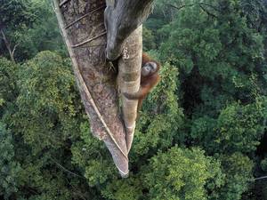 © Tim Laman/Wildlife Photographer of the Year 2016