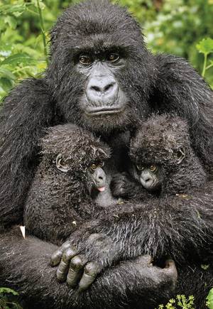 © Diana Rebman/Wildlife Photographer of the Year 2013