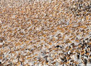 © Yossi Eshbol/Wildlife Photographer of the Year 2013