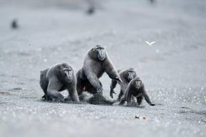 © Andrew Walmsley/Wildlife Photographer of the Year 2013