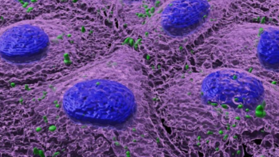 nanoplastikoek-hesteetako-mikrobioma-eralda-dezake