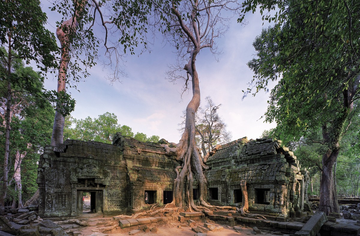 Ta Prohm, zuhaitzen tenplua