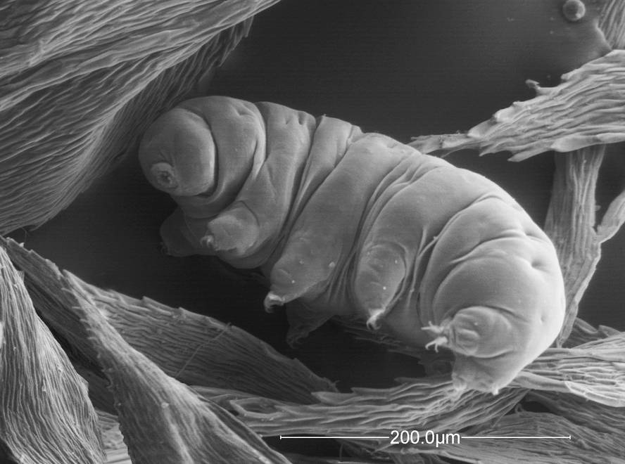 eztabaida-sortu-da-ilargiko-tardigradoen-inguruan