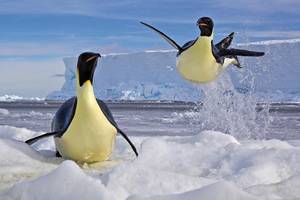 © Paul Nicklen (Kanada)