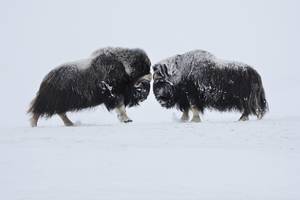 Vincent Munier/www.wild-wonders.com