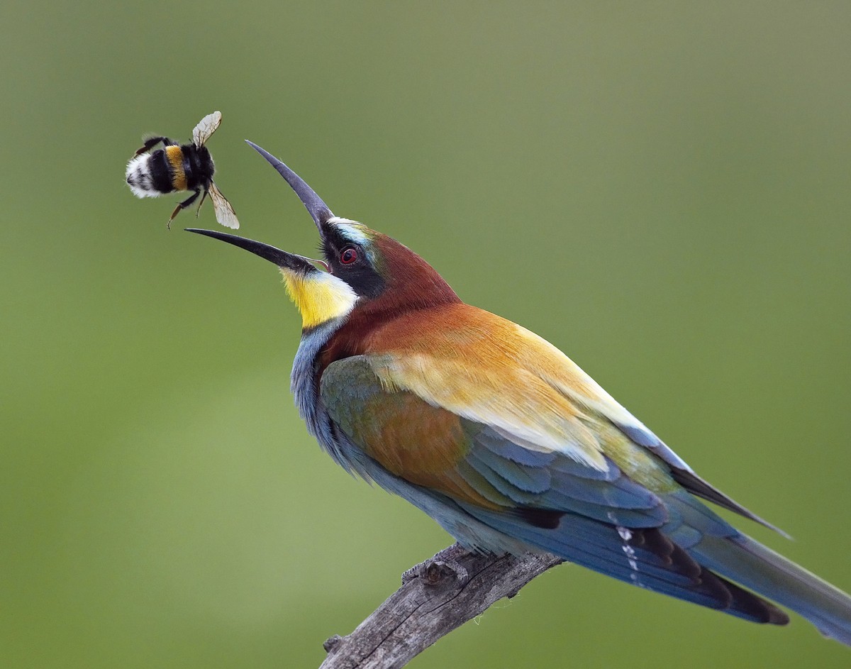 Europako natura ikusgarria