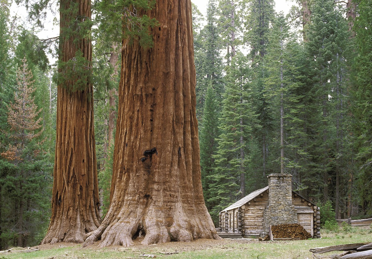 Yosemite, zuhaitz erraldoien lurraldea