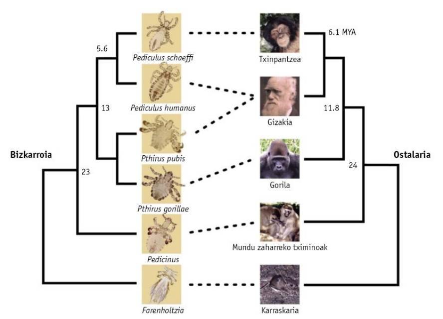 pubis-zorriak-gizakiaren-aspaldiko-parasito-lotsag